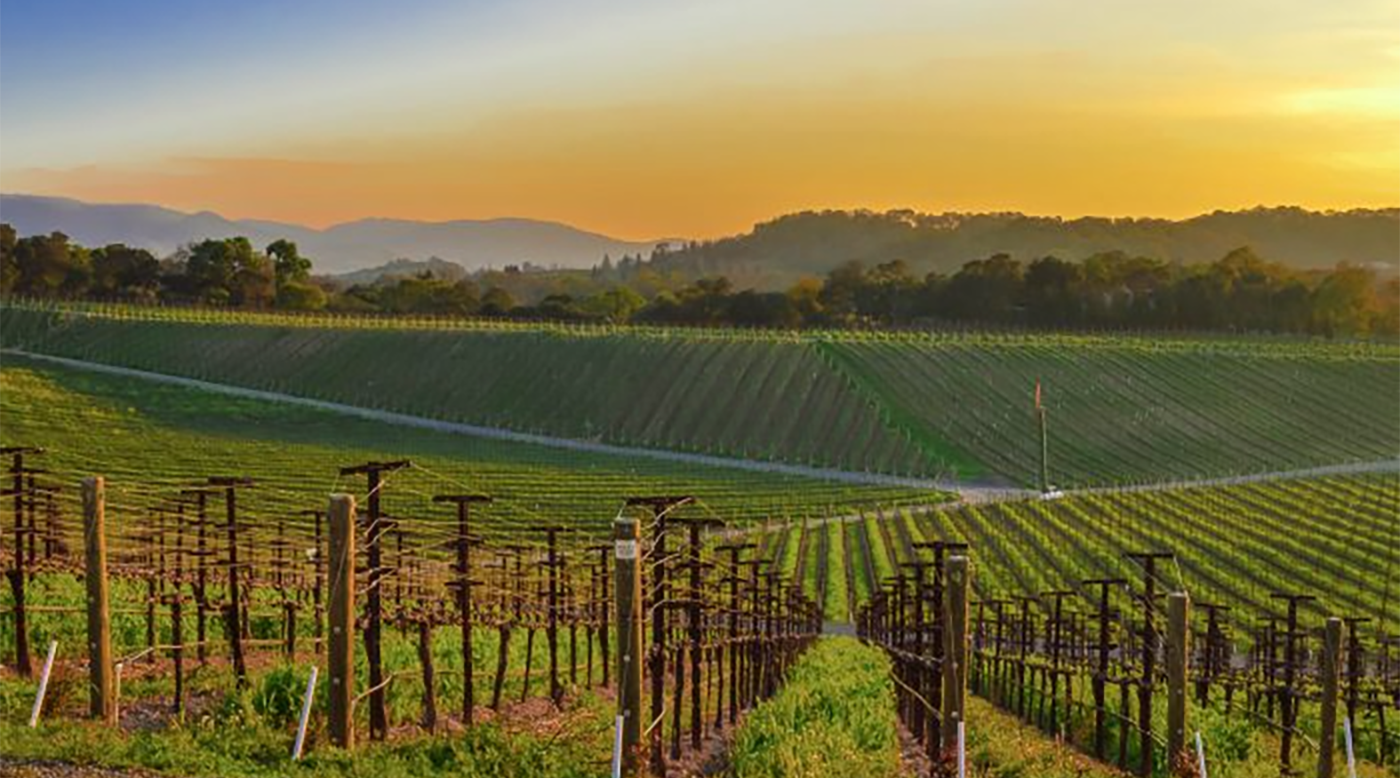 Everything You Need to Know About Napa Valley