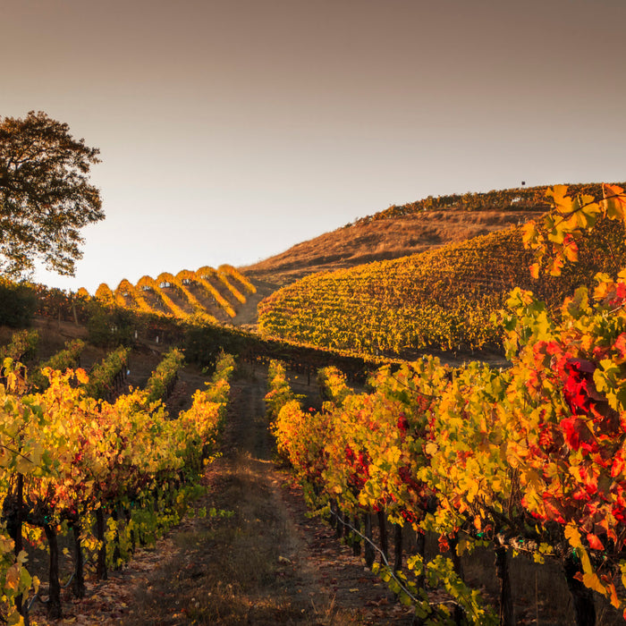 The Best Wine Regions to Visit This Fall