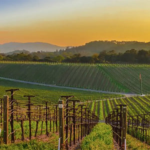 The Napa Valley Wine Region