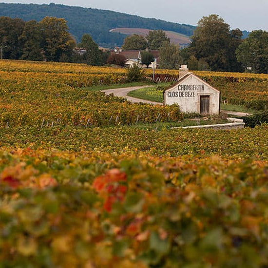 Burgundy Deep Dive: Exploring the Côte de Nuits