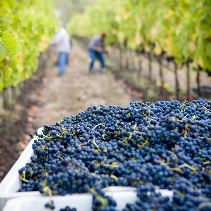Organic, Biodynamic, Natural – What's the Difference?