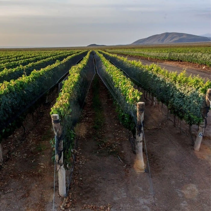Catena La Consulta Malbec 2019